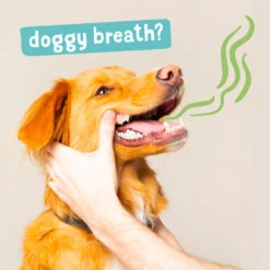 Edgard & Cooper Edgard Cooper Dog Dental Apple/Eucalyptus -Pet Supplies DoggyBreath Jan2022 V1 1 1080x b78be2a8 8451 4601 a9d2 0d5c9e663b46