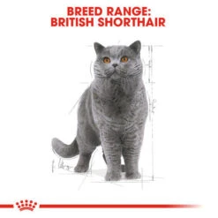 Royal Canin British Shorthair Adult Dry Cat Food -Pet Supplies I0045287 en 03 86255.1700637459.386.513