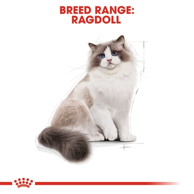 Royal Canin Ragdoll Adult Dry Cat Food 3 Royal Canin Ragdoll Adult Dry Cat Food - Image 3