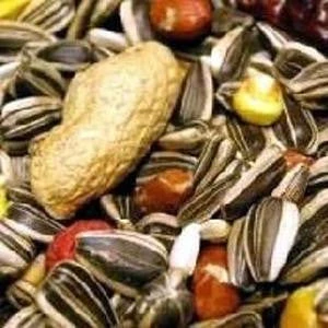 Albert E James Parrot 1 Albert E James Parrot