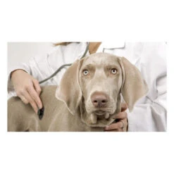 Royal Canin Urinary U/C Low Purine Dry Dog Food (UUC 18) -Pet Supplies I9108885 en 05 25091.1700639380.386.513