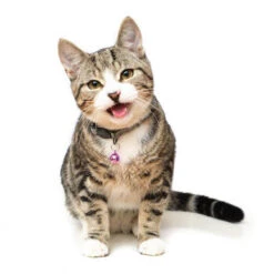 Long Paws Tom & Tabby Reflective Adjustable Cat Collar -Pet Supplies I9684303 en 05 64015.1710539941.386.513