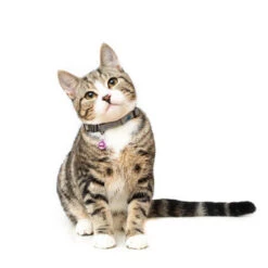 Long Paws Tom & Tabby Reflective Adjustable Cat Collar -Pet Supplies I9684303 en 06 47000.1710539941.386.513