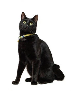 Long Paws Tom & Tabby Reflective Adjustable Cat Collar -Pet Supplies I9684303 en 10 26457.1710539941.386.513