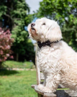 Long Paws Funk The Dog Night Sky Adjustable Dog Collar - Black 7 Long Paws Funk The Dog Night Sky Adjustable Dog Collar - Black -Pet Supplies I9684304 en 04 72798.1710539945.386.513