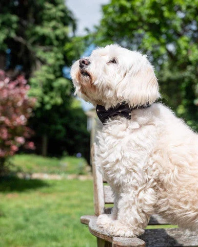 Long Paws Funk The Dog Night Sky Adjustable Dog Collar - Black 4 Long Paws Funk The Dog Night Sky Adjustable Dog Collar - Black - Image 4