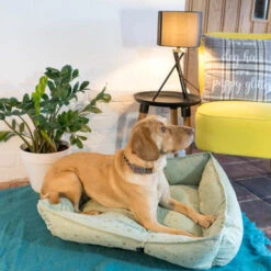 Starry Nights Star Sofa Dog Bed - Mint -Pet Supplies I9692328 en 06 64536.1710539978.386.513