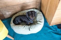 Starry Nights Star Mint Donut Dog Bed -Pet Supplies I9692329 en 04 77372.1710539978.386.513