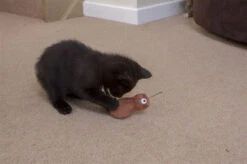 Ministry Of Pets Konnie The Kiwi Catnip Tube Cat Toy -Pet Supplies I9695648 en 04 71003.1710540006.386.513