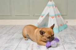 Ministry Of Pets Bertie The Bat 2 In 1 Squeaker Dog Toy -Pet Supplies I9695654 en 03 96884.1710540010.386.513