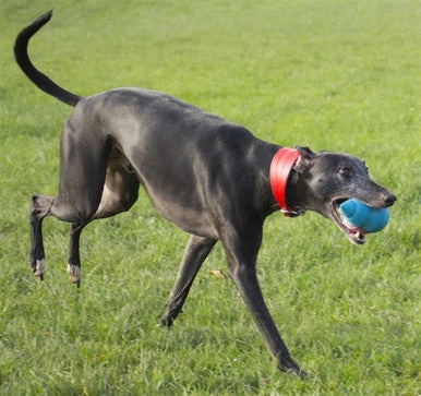 Foaber Comet Large Dog Toy 2 Foaber Comet Large Dog Toy - Image 2