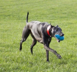 Foaber Comet Large Dog Toy 5 Foaber Comet Large Dog Toy -Pet Supplies I9696671 en 03 67166.1710539987.386.513