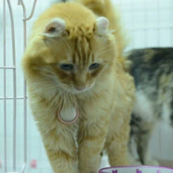 Petkit P2 Smart Activity Monitor Gold For Dog & Cat 8 Petkit P2 Smart Activity Monitor Gold For Dog & Cat -Pet Supplies I9698448 en 04 20418.1710539998.386.513