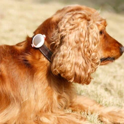 Petkit P2 Smart Activity Monitor Gold For Dog & Cat 9 Petkit P2 Smart Activity Monitor Gold For Dog & Cat -Pet Supplies I9698448 en 05 32872.1710539998.386.513