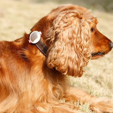 Petkit P2 Smart Activity Monitor Gold For Dog & Cat 5 Petkit P2 Smart Activity Monitor Gold For Dog & Cat - Image 5