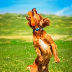 BIONIC Urban Stick Treats Holding Orange Dog Chew Toy 19 BIONIC Urban Stick Treats Holding Orange Dog Chew Toy -Pet Supplies I9700277 en 10 67794.1710540020.386.513