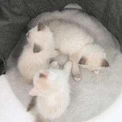 Catit Vesper Tunnel With Sleeping Cushion Cat Toy -Pet Supplies I9700282 en 18 98576.1710540025.386.513