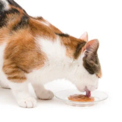 Catit Creamy Lickable Multipack Cat Treats 12 Catit Creamy Lickable Multipack Cat Treats -Pet Supplies I9700291 en 07 04334.1710540020.386.513