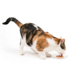 Catit Creamy Lickable Multipack Cat Treats 13 Catit Creamy Lickable Multipack Cat Treats -Pet Supplies I9700291 en 08 21889.1710540020.386.513