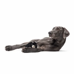 BARK Black Bear Bones Dog Toy 5 BARK Black Bear Bones Dog Toy -Pet Supplies I9735368 en 03