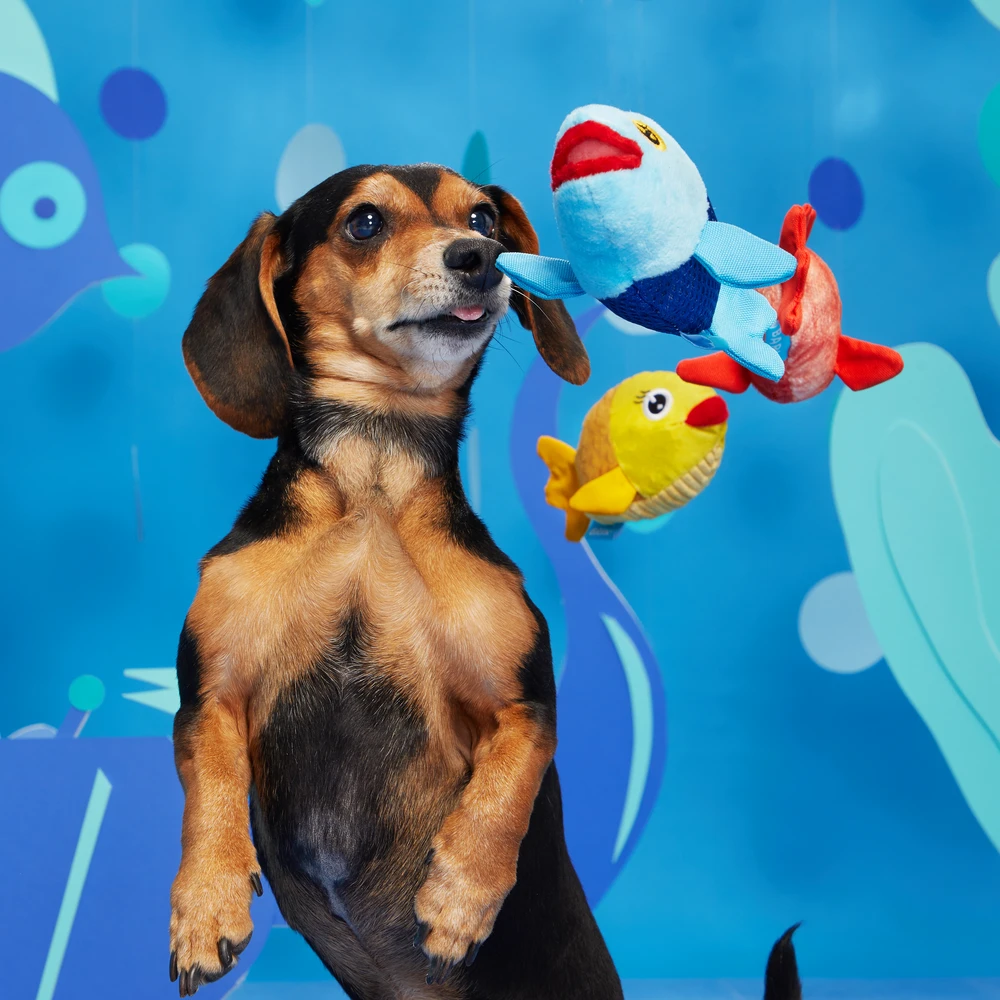 BARK The Groupers Dog Toy 4 BARK The Groupers Dog Toy - Image 4