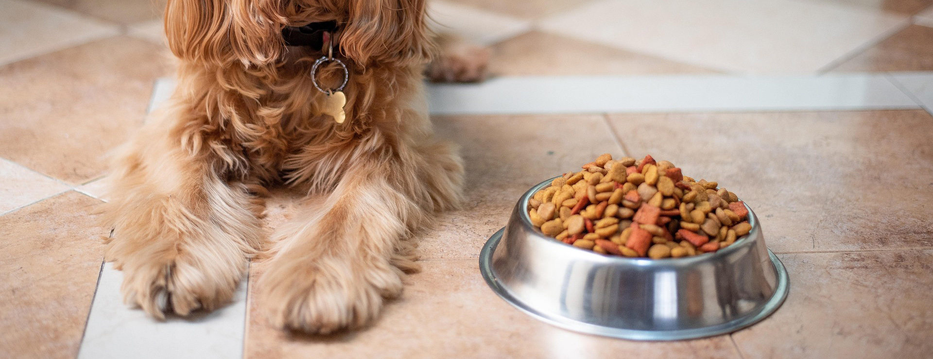 Pet Supplies -Pet Supplies english cocker spaniel 5937760 1920